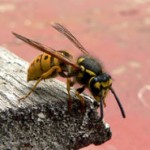 sting_775649_62578248_185x185